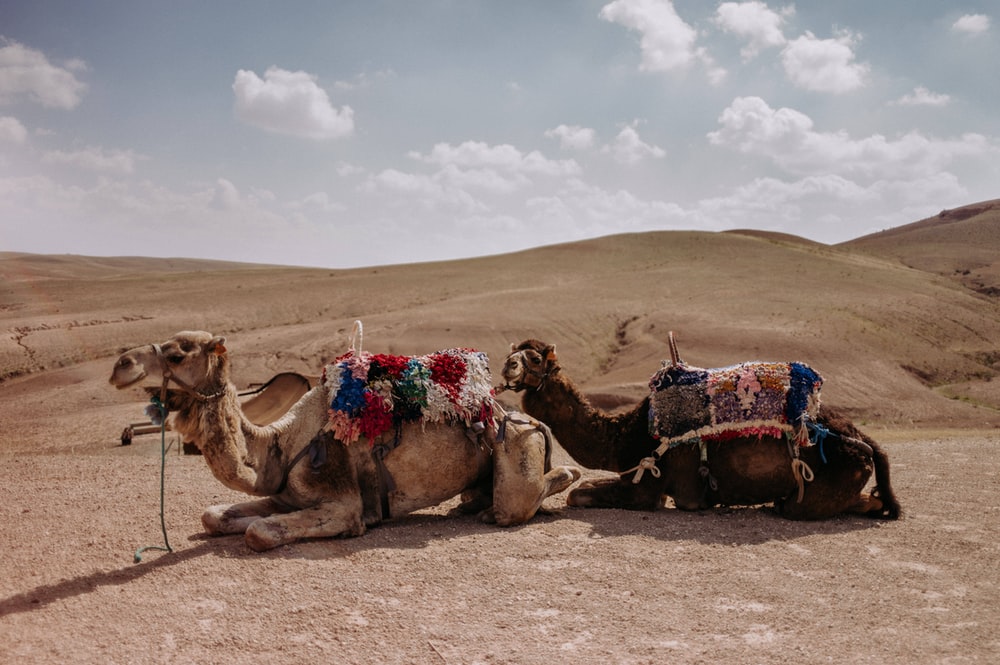 Agafay desert sunset with camel ride