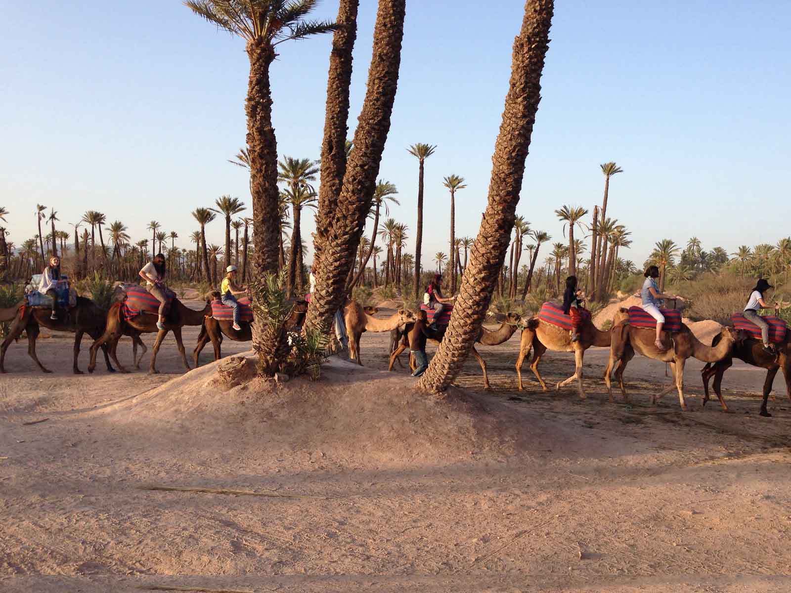 Camel Ride in the Oasis Palmeraie 